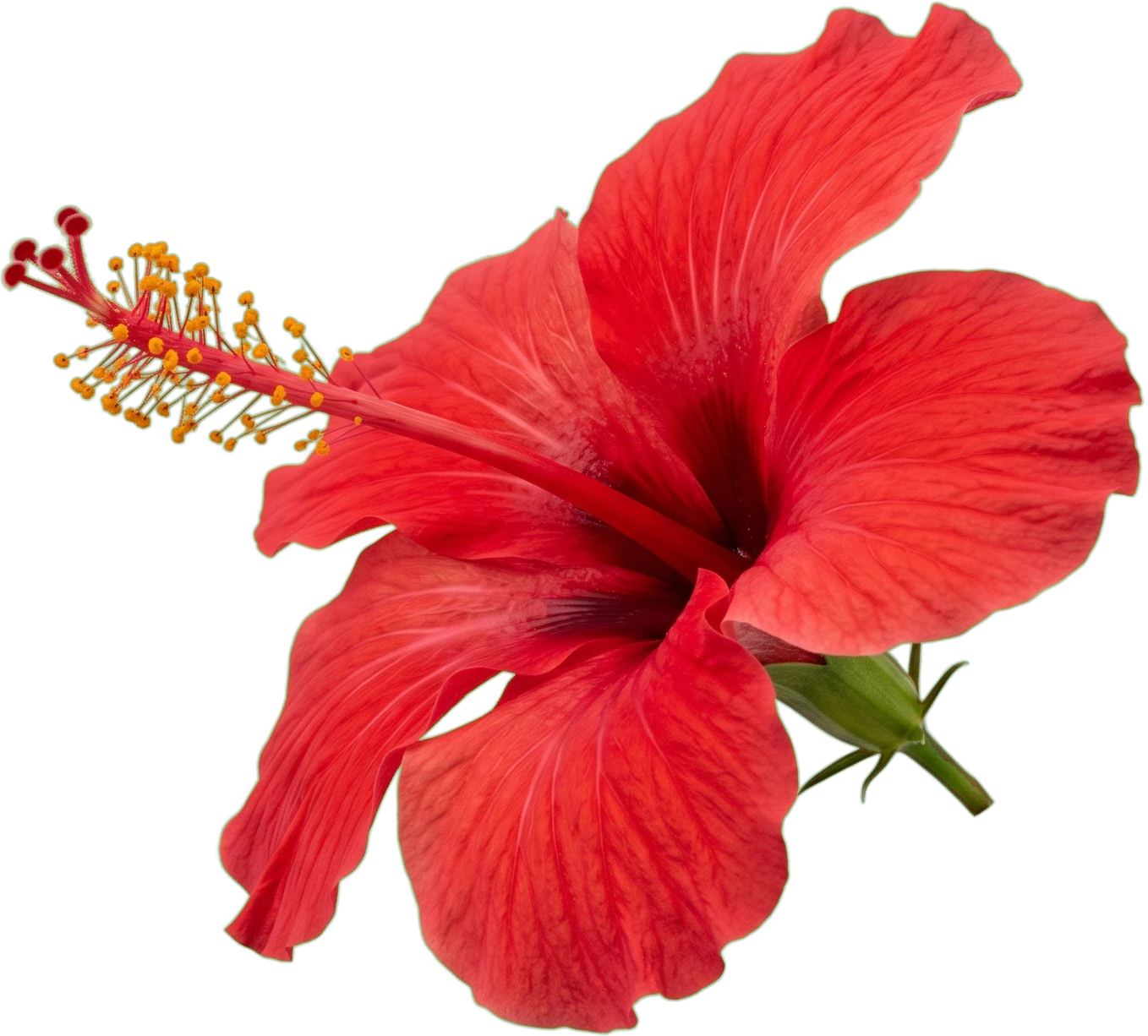 Flor de hibisco roja