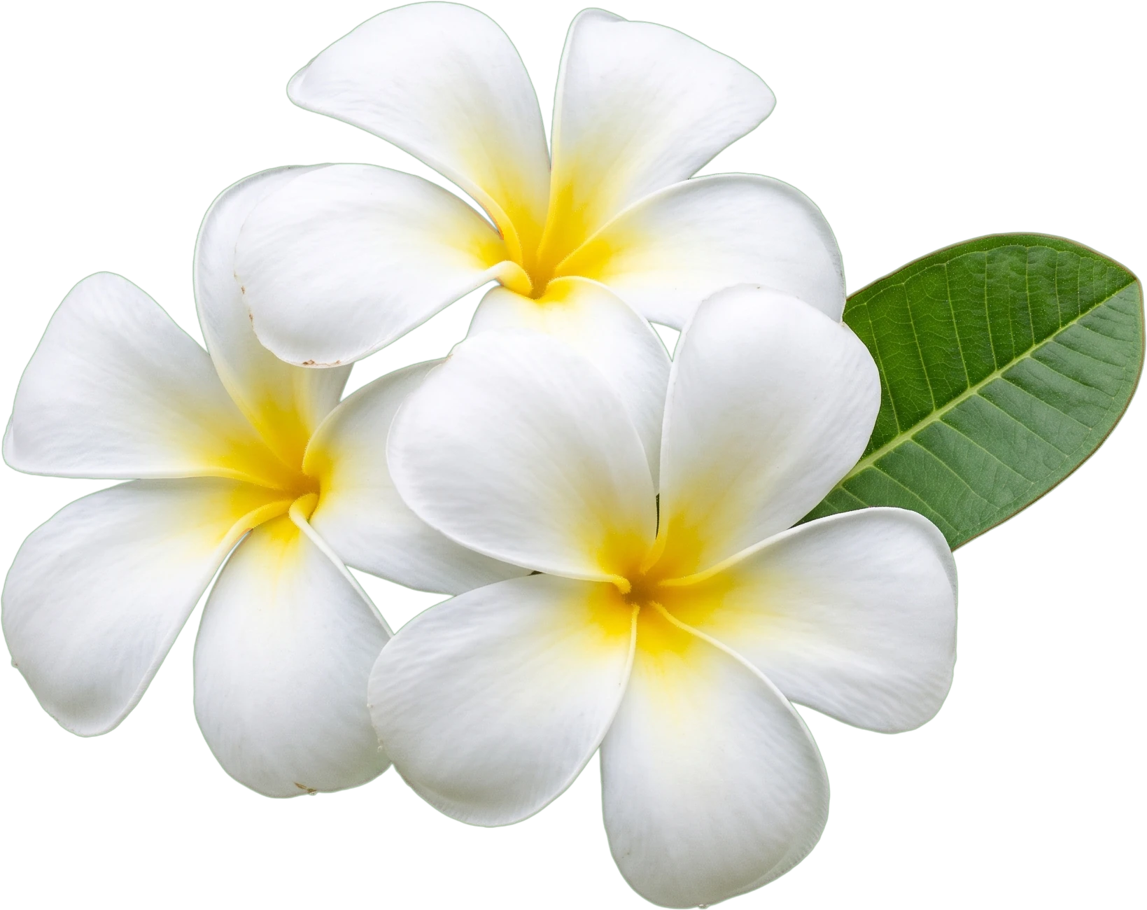 Flores blancas de plumeria